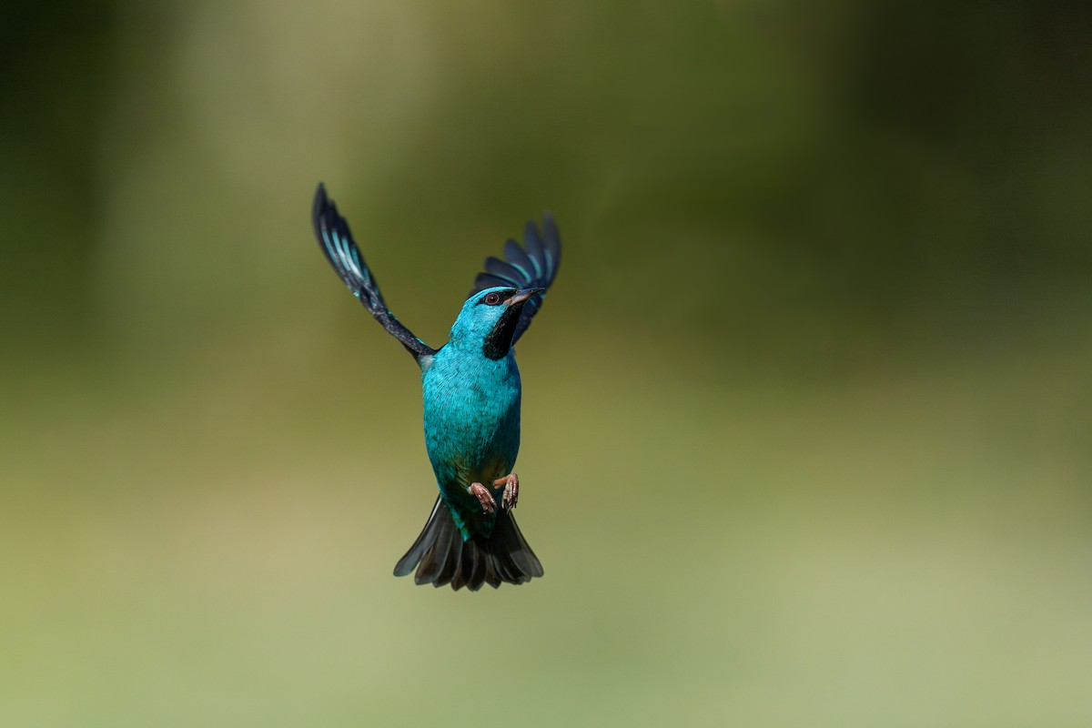 Dacnis bleu - ML642726588