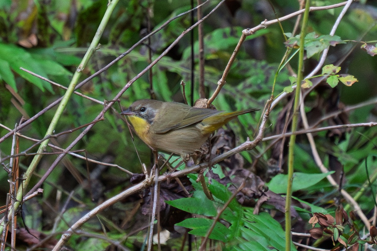 Paruline masquée - ML642726590