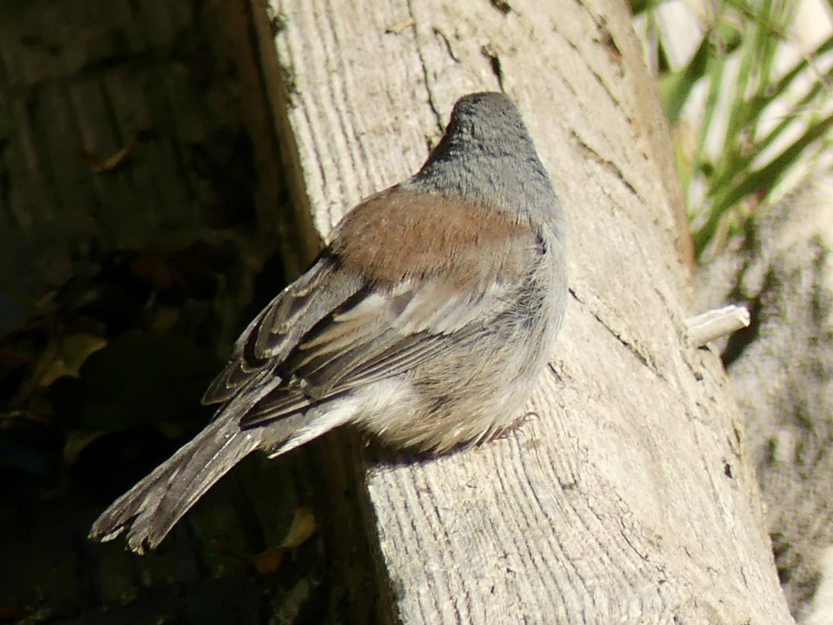 Dark-eyed Junco (Gray-headed) - ML642726595