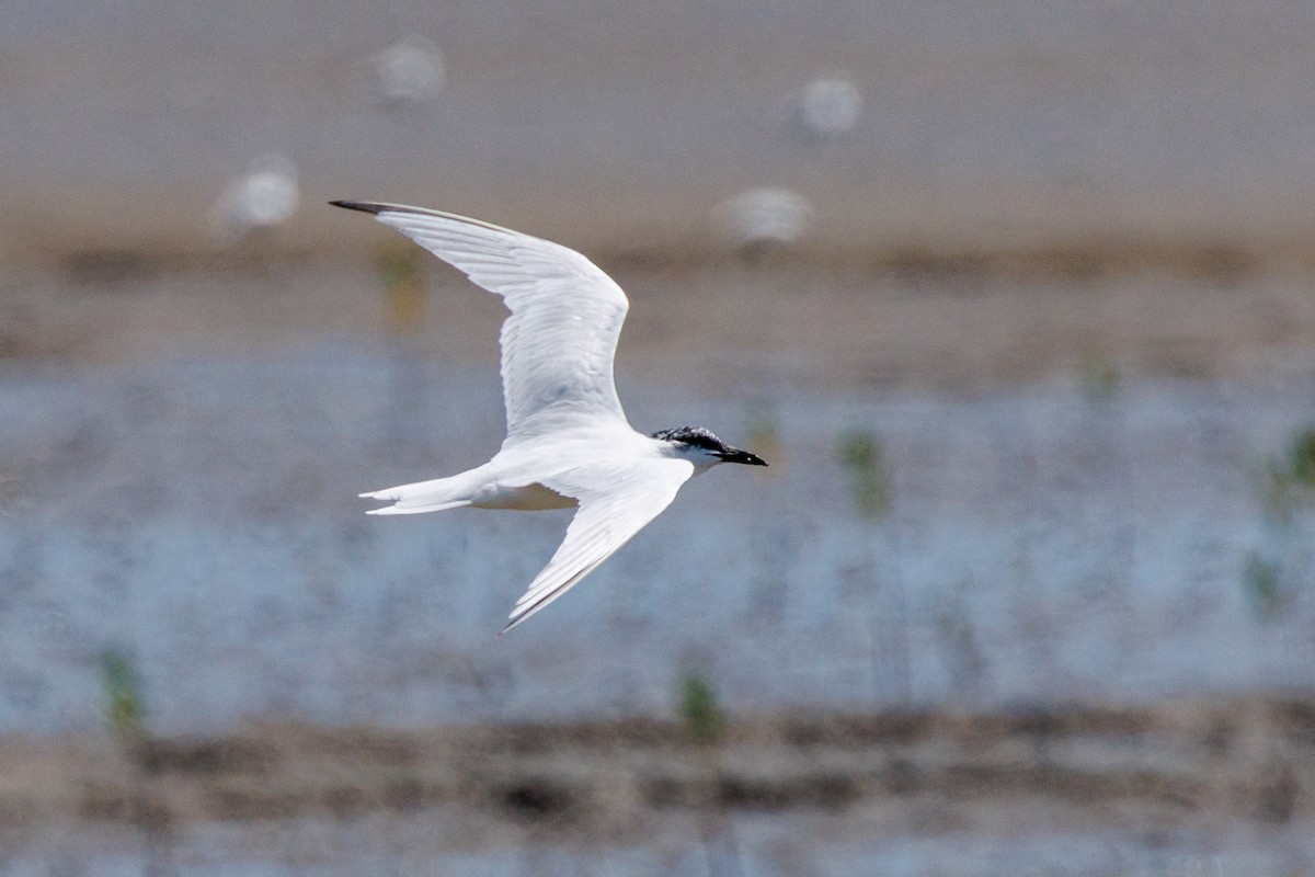 Australian Tern - ML642726607