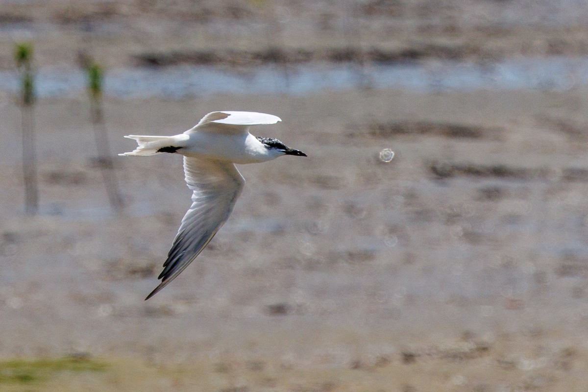 Australian Tern - ML642726609
