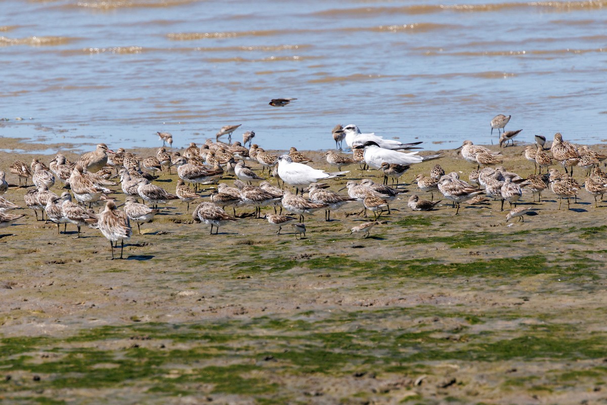 Australian Tern - ML642726610