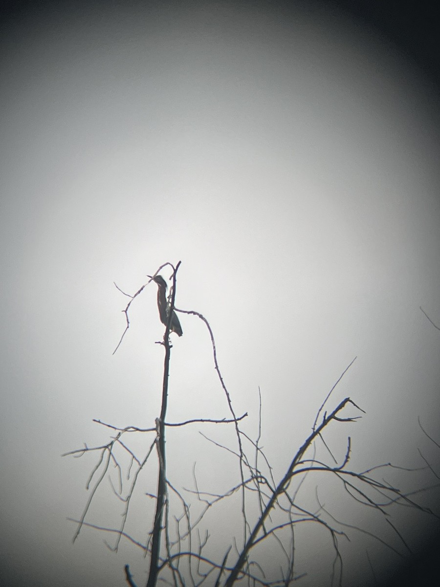 Green Heron - ML642726612