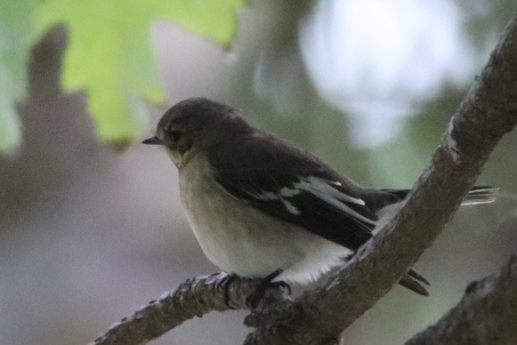 Semicollared Flycatcher - ML642726618