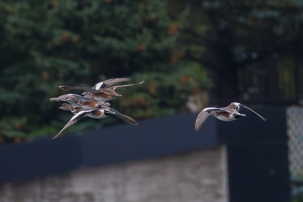 American Wigeon - ML642726656