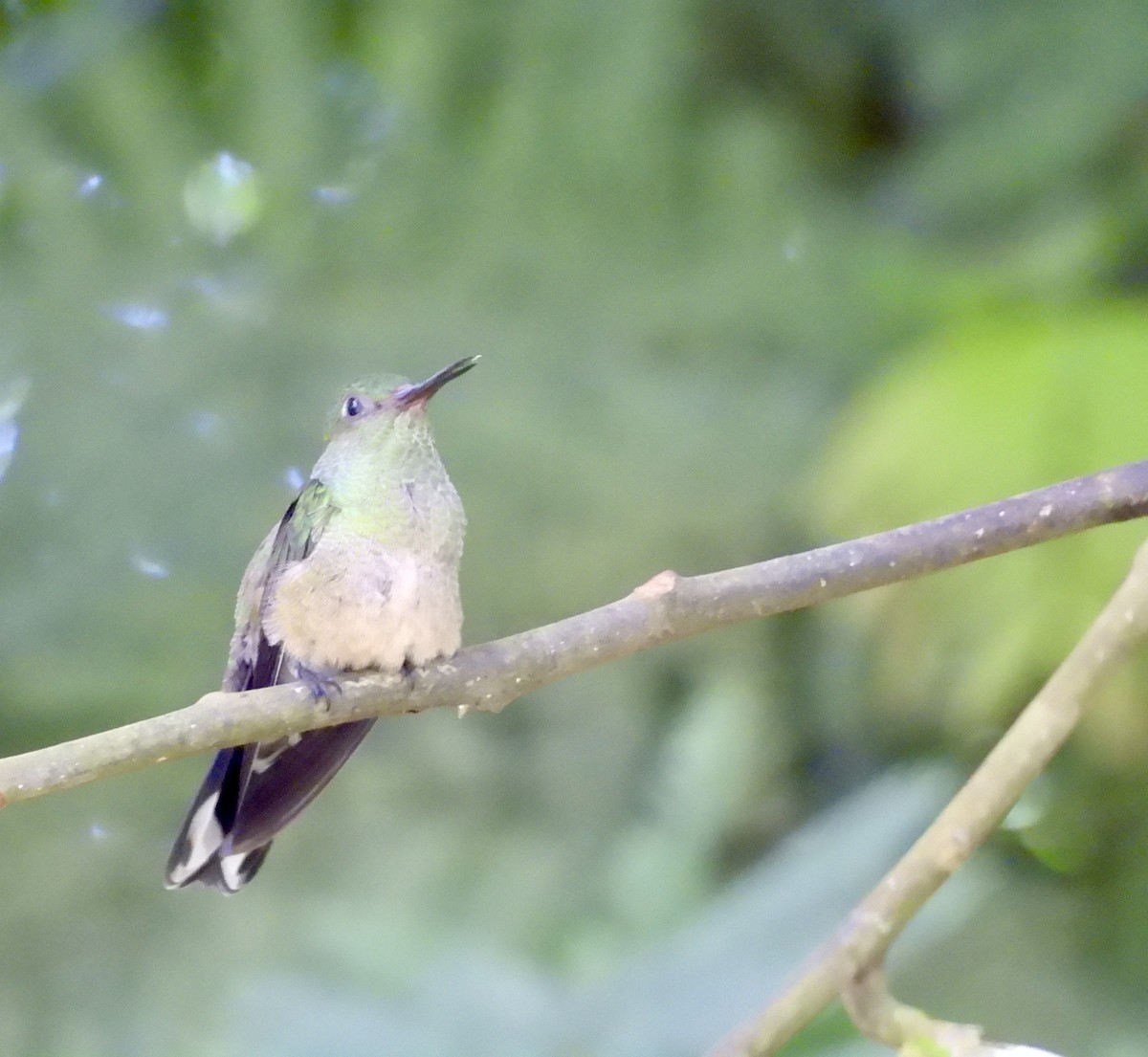 Scaly-breasted Hummingbird - ML642726668
