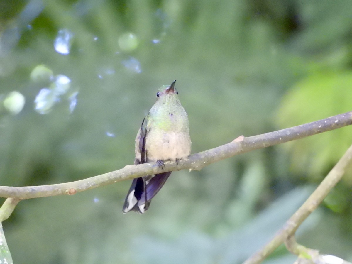 Scaly-breasted Hummingbird - ML642726669
