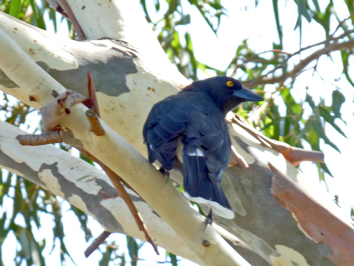 Pied Currawong - ML64272671