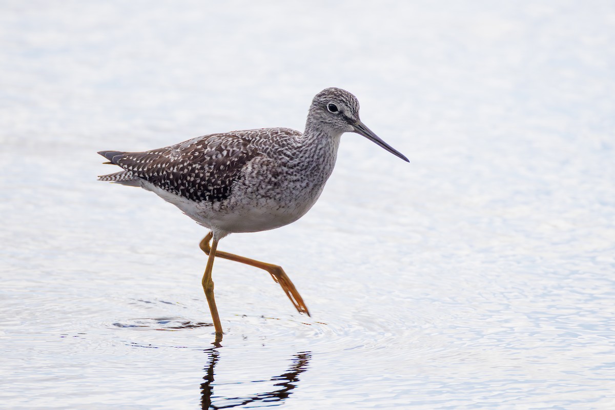 Greater Yellowlegs - ML642726717