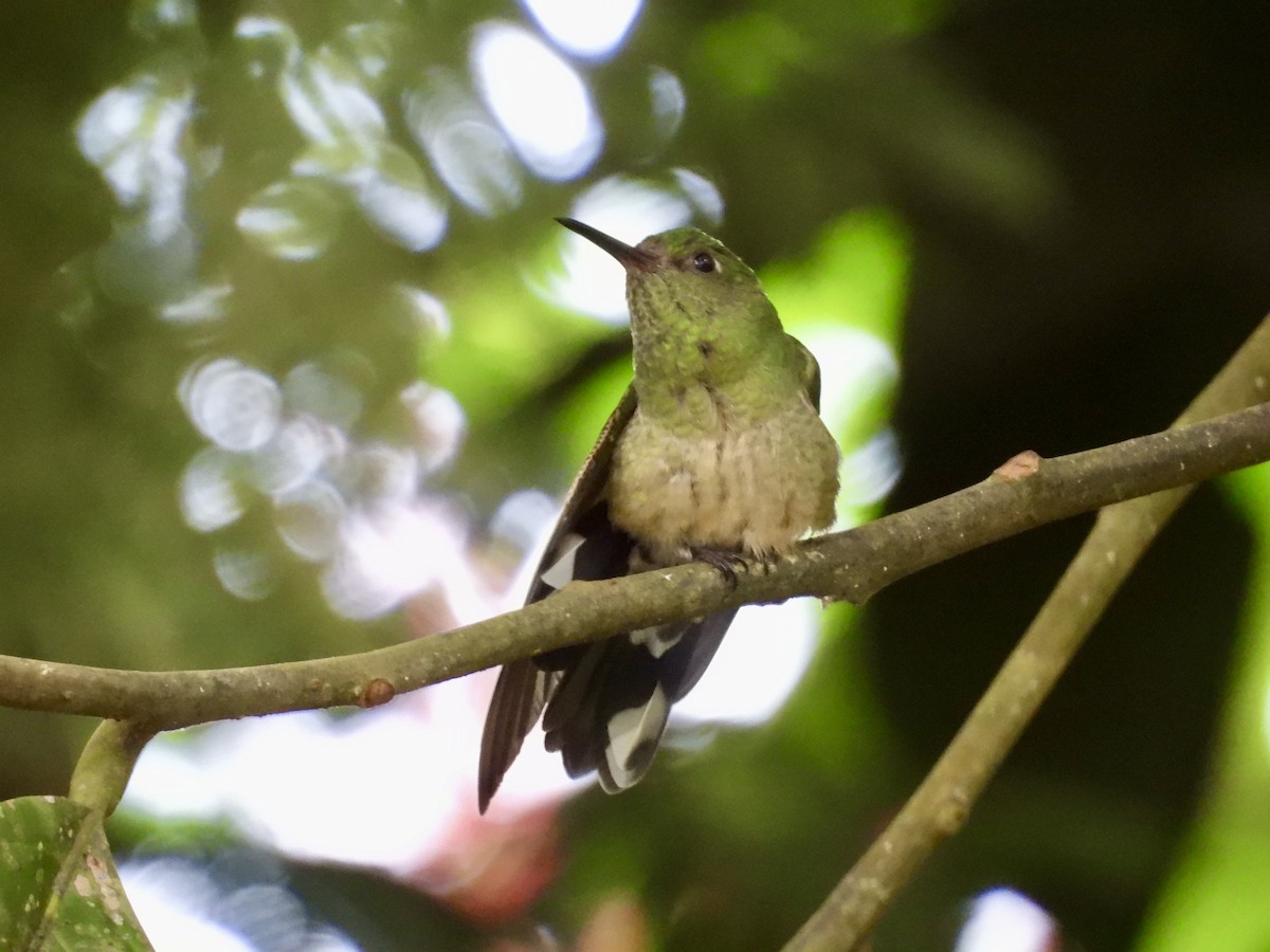 Scaly-breasted Hummingbird - ML642726735