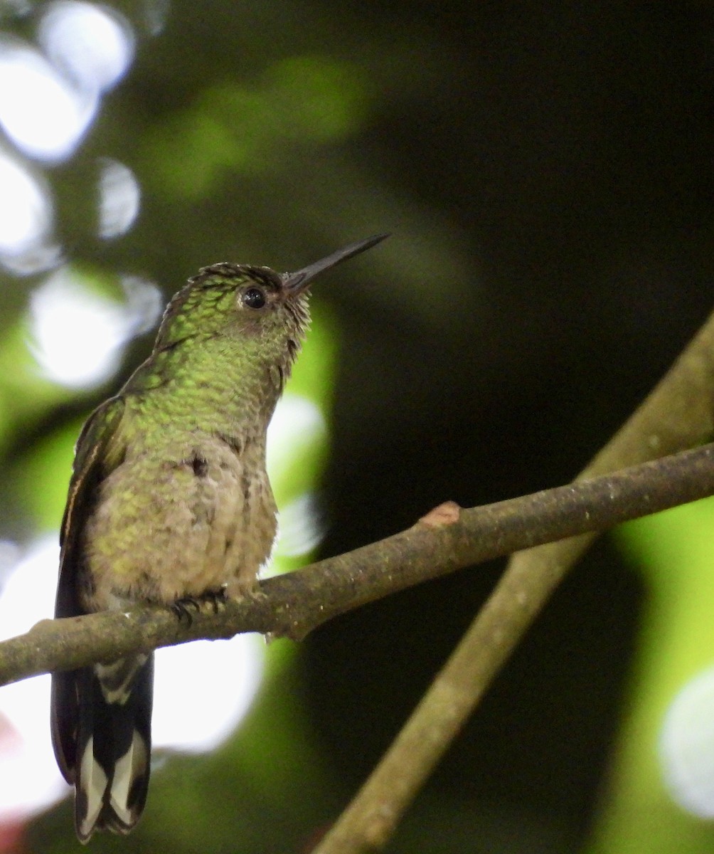 Scaly-breasted Hummingbird - ML642726737