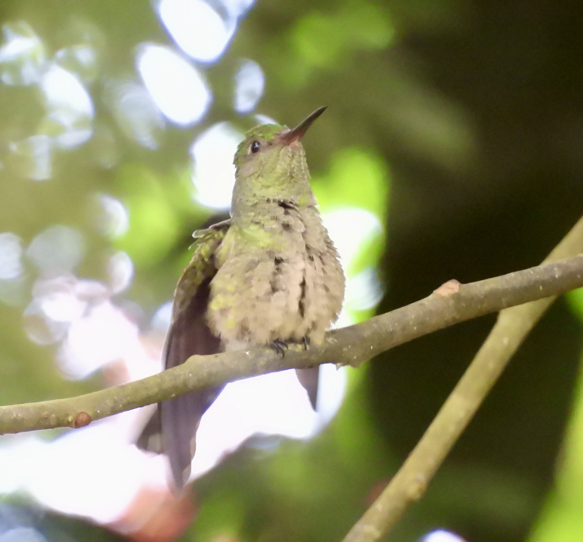 Scaly-breasted Hummingbird - ML642726738