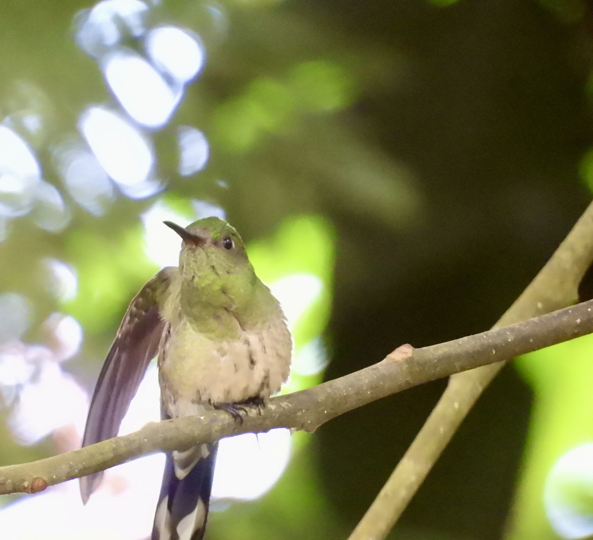 Scaly-breasted Hummingbird - ML642726739