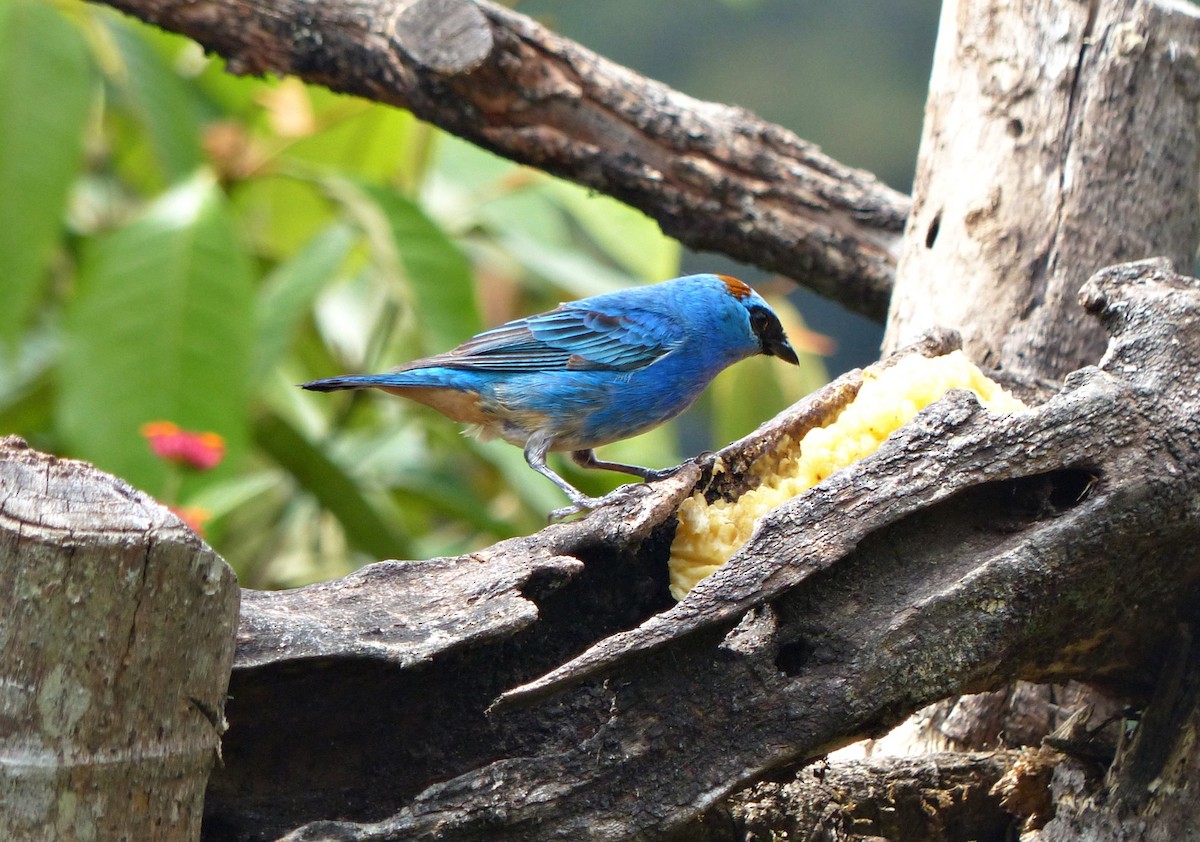 Golden-naped Tanager - ML642726746