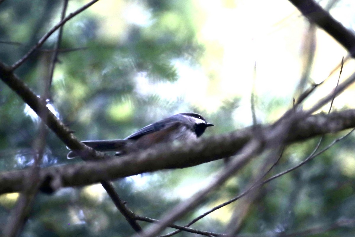 Boreal Chickadee - ML642726753