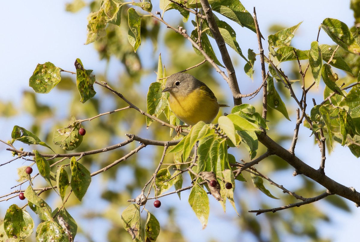 Nashville Warbler - ML642726756