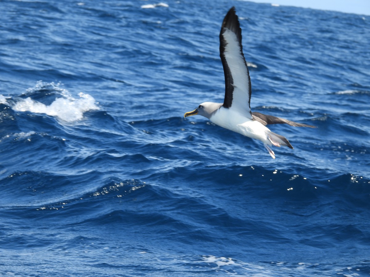 Albatros de Buller - ML642726770