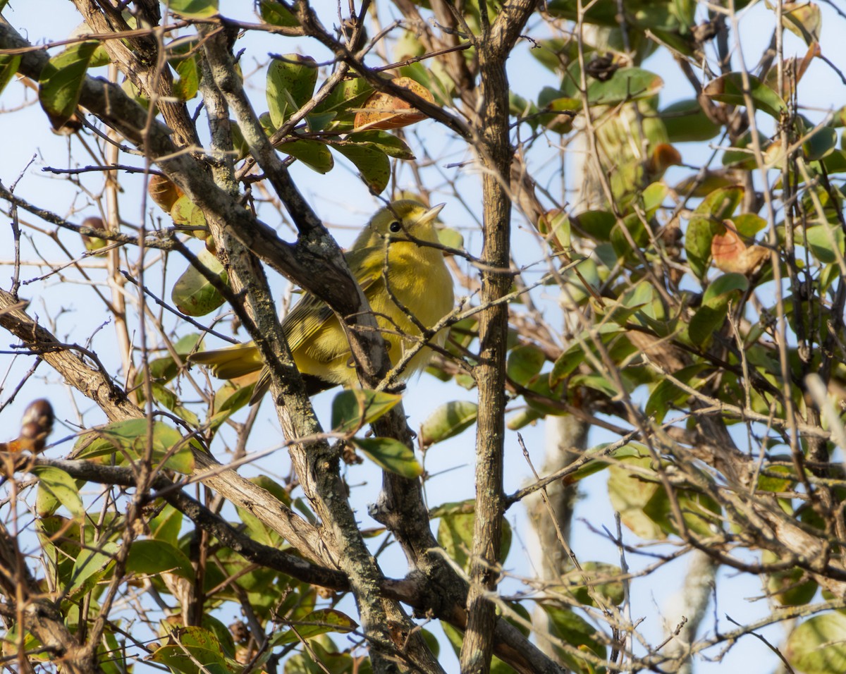 Northern Yellow Warbler - ML642726776