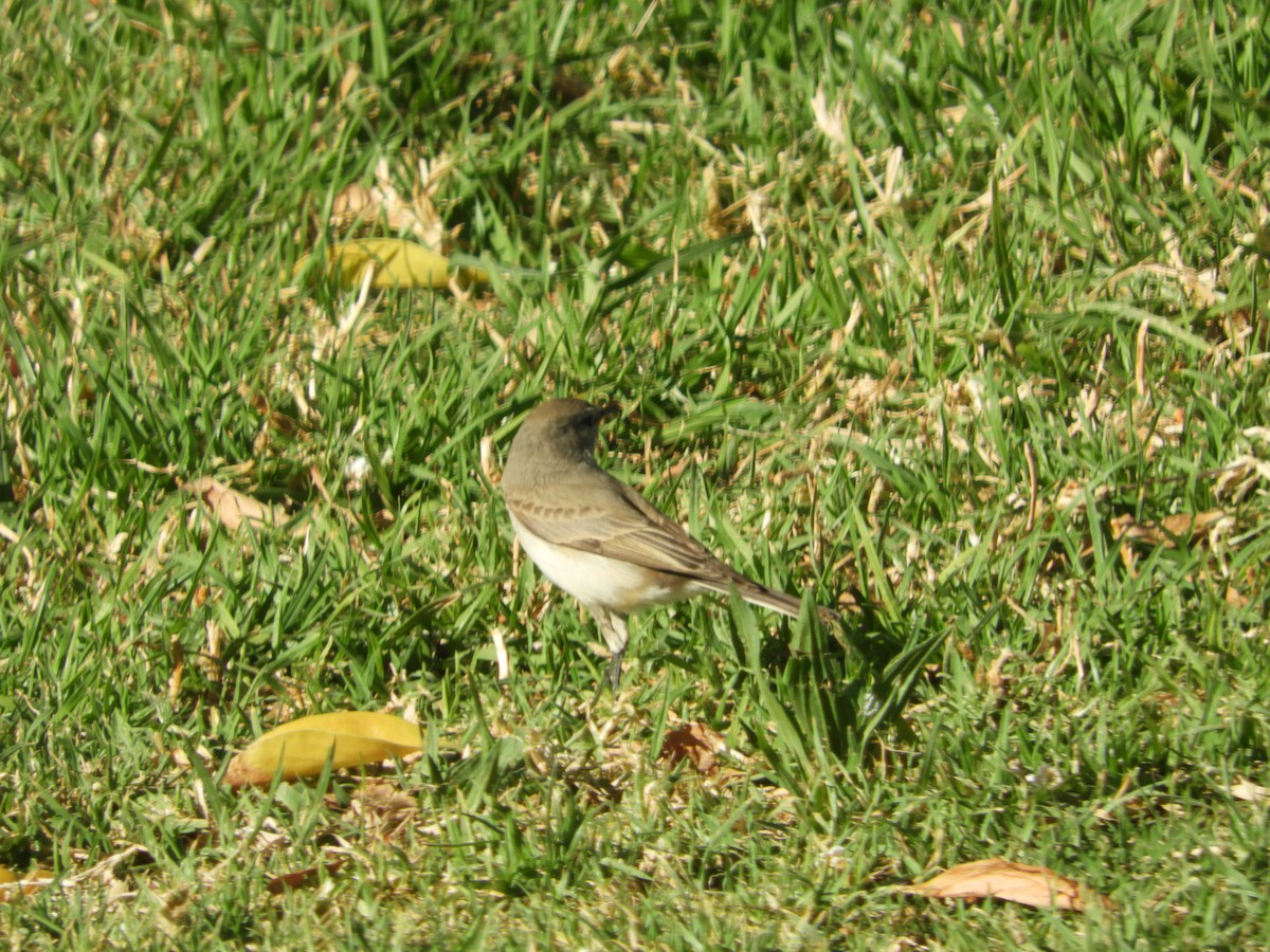 Dormilon à bec maculé - ML642726779