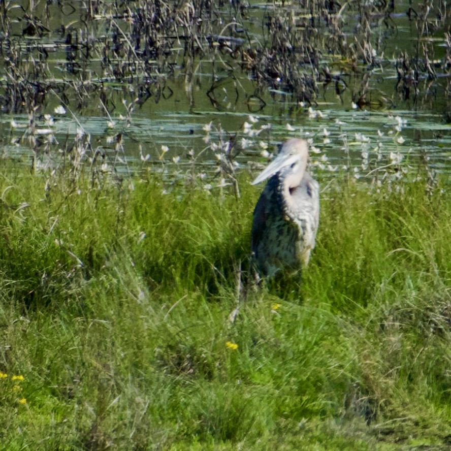 Goliath Heron - ML642726790