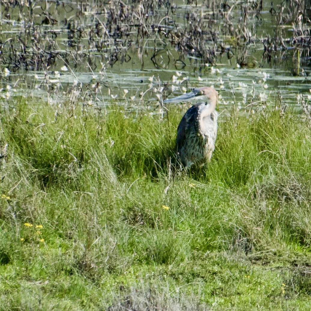 Goliath Heron - ML642726791