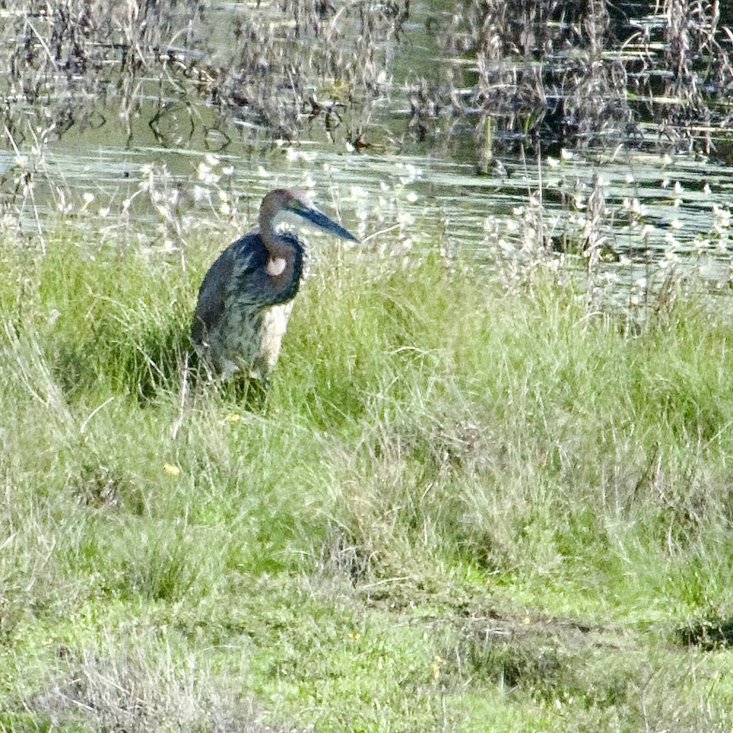 Goliath Heron - ML642726792