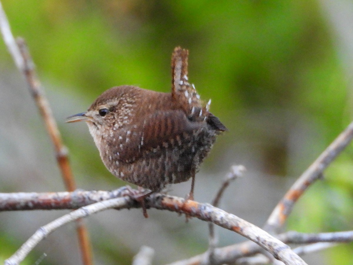 Winter Wren - ML642726798