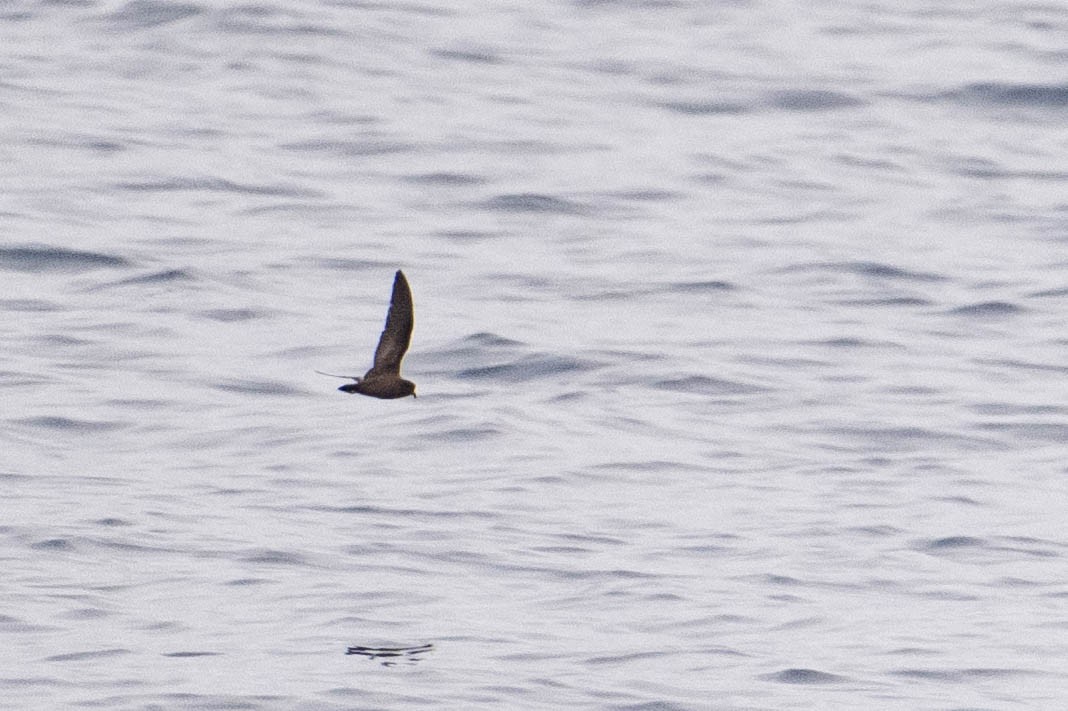Least Storm-Petrel - ML642726826