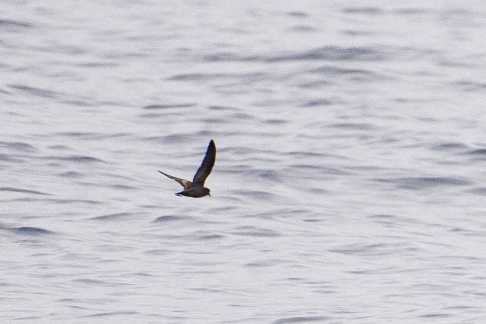 Least Storm-Petrel - ML642726829