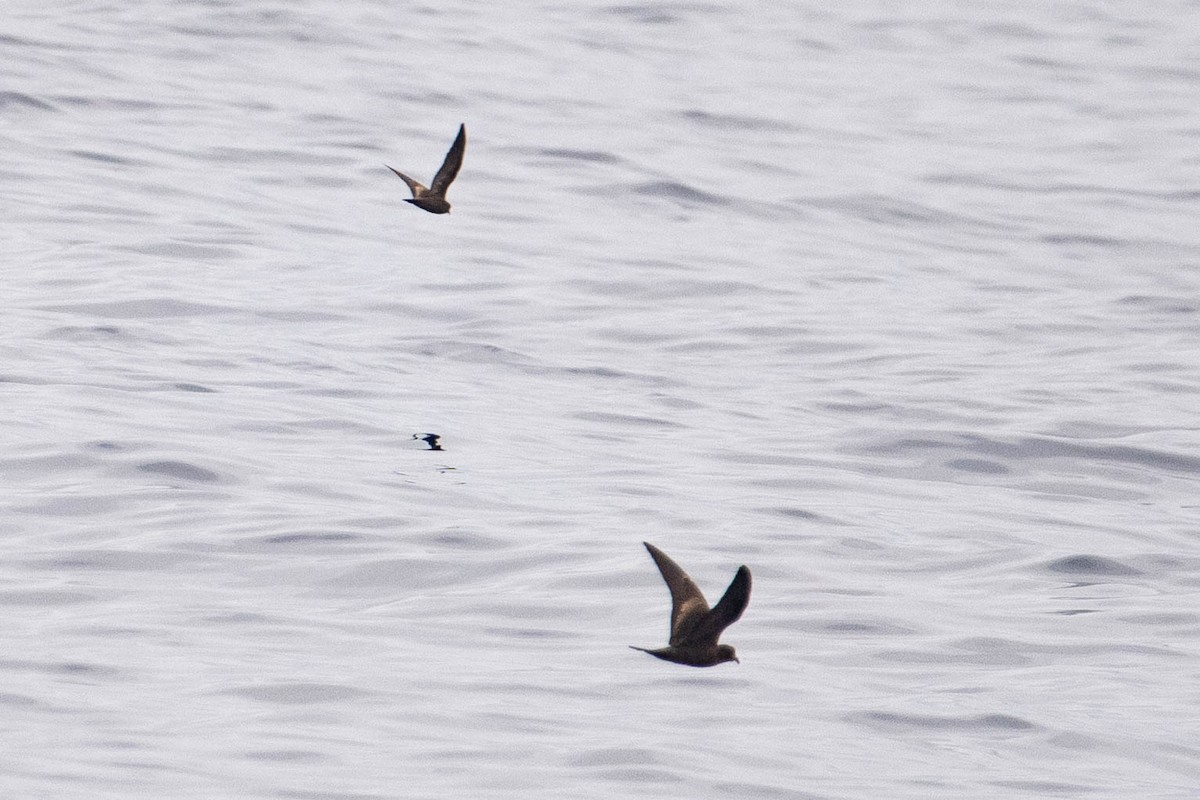 Least Storm-Petrel - ML642726831