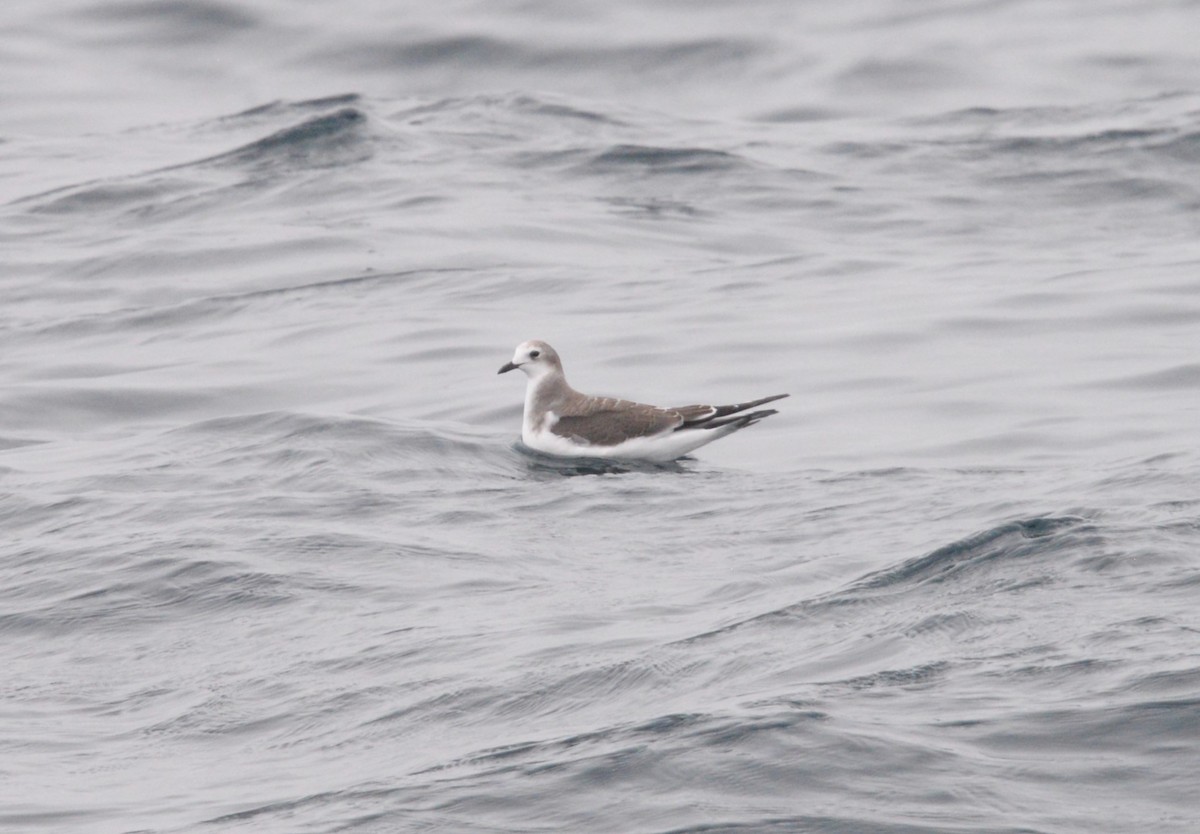 Gabbiano di Sabine - ML642726836