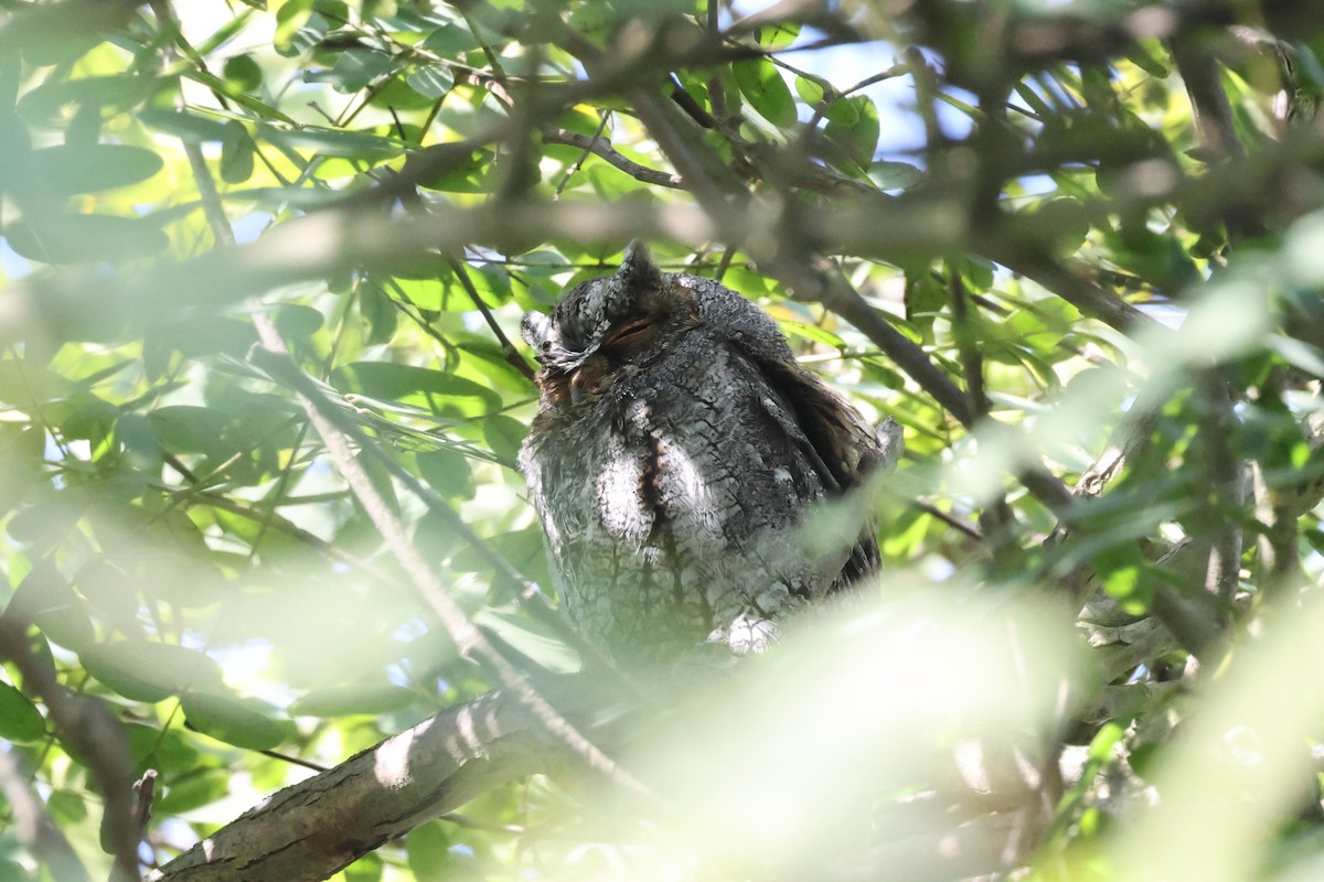 Flammulated Owl - ML642726863