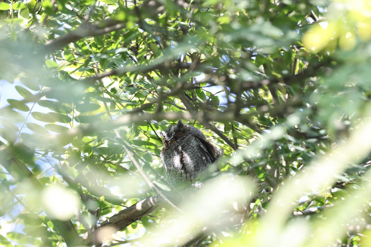 Flammulated Owl - ML642726864