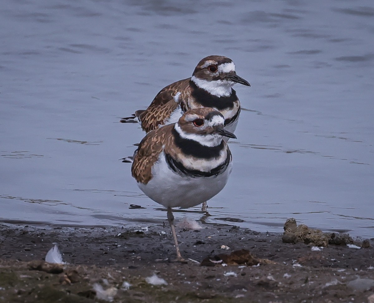 Killdeer - ML642726887