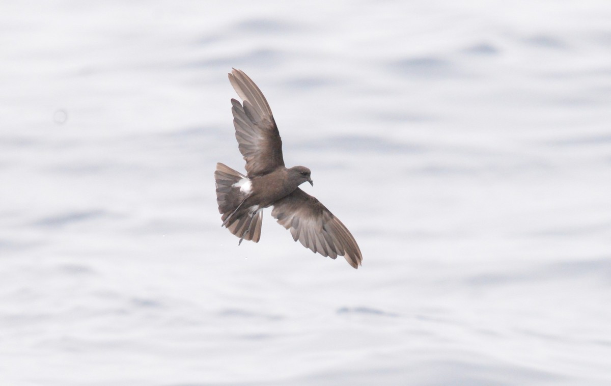 Uccello delle tempeste di Wilson - ML642726920