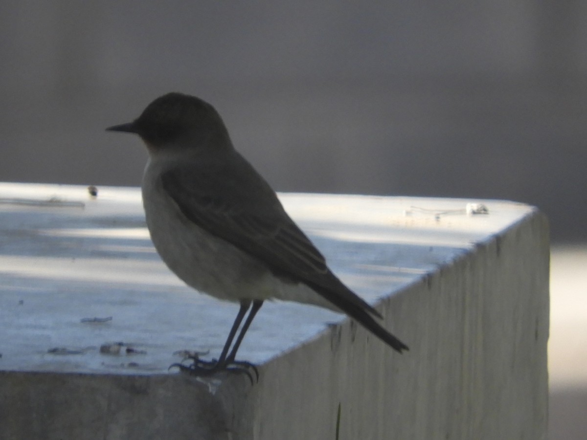 Dormilona Carinegra - ML642726924