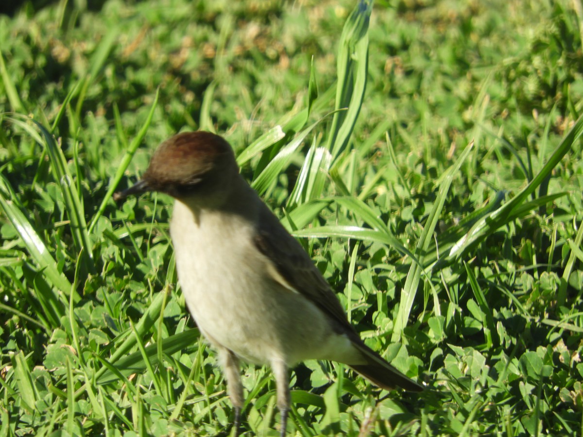Dormilona Carinegra - ML642726926