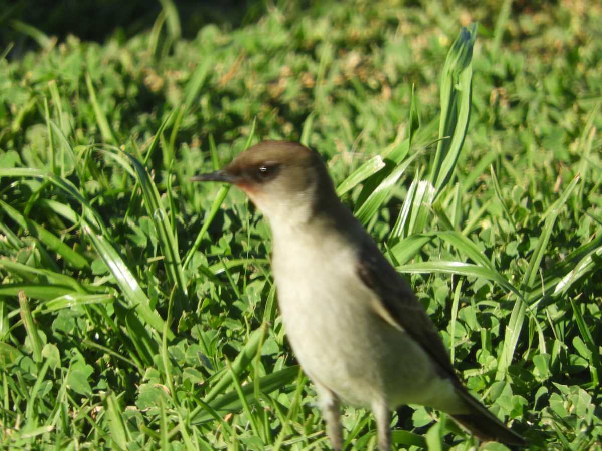 Dormilona Carinegra - ML642726927