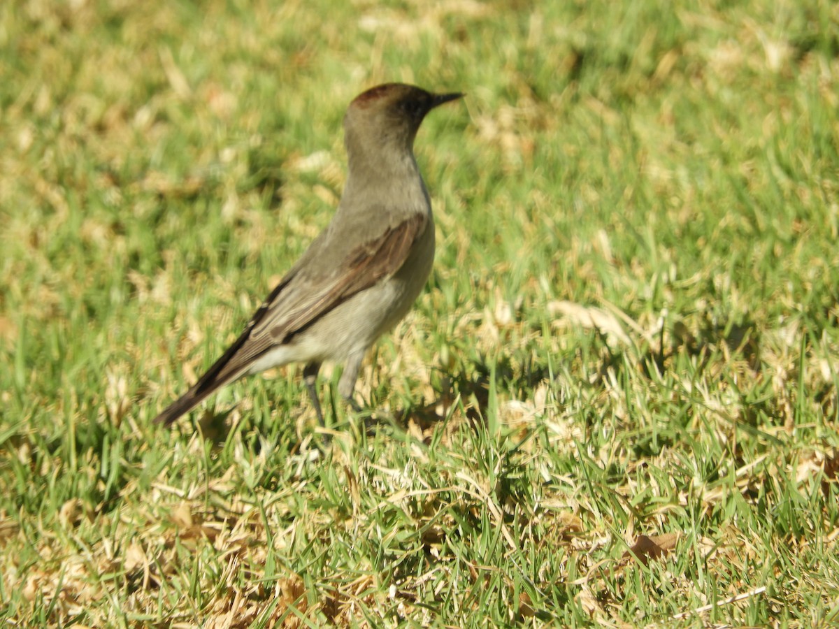 Dormilona Carinegra - ML642726929