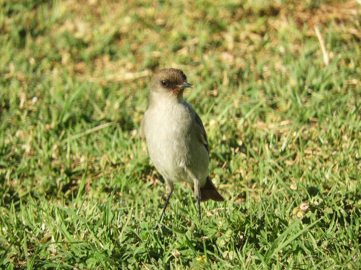 Dormilona Carinegra - ML642726930