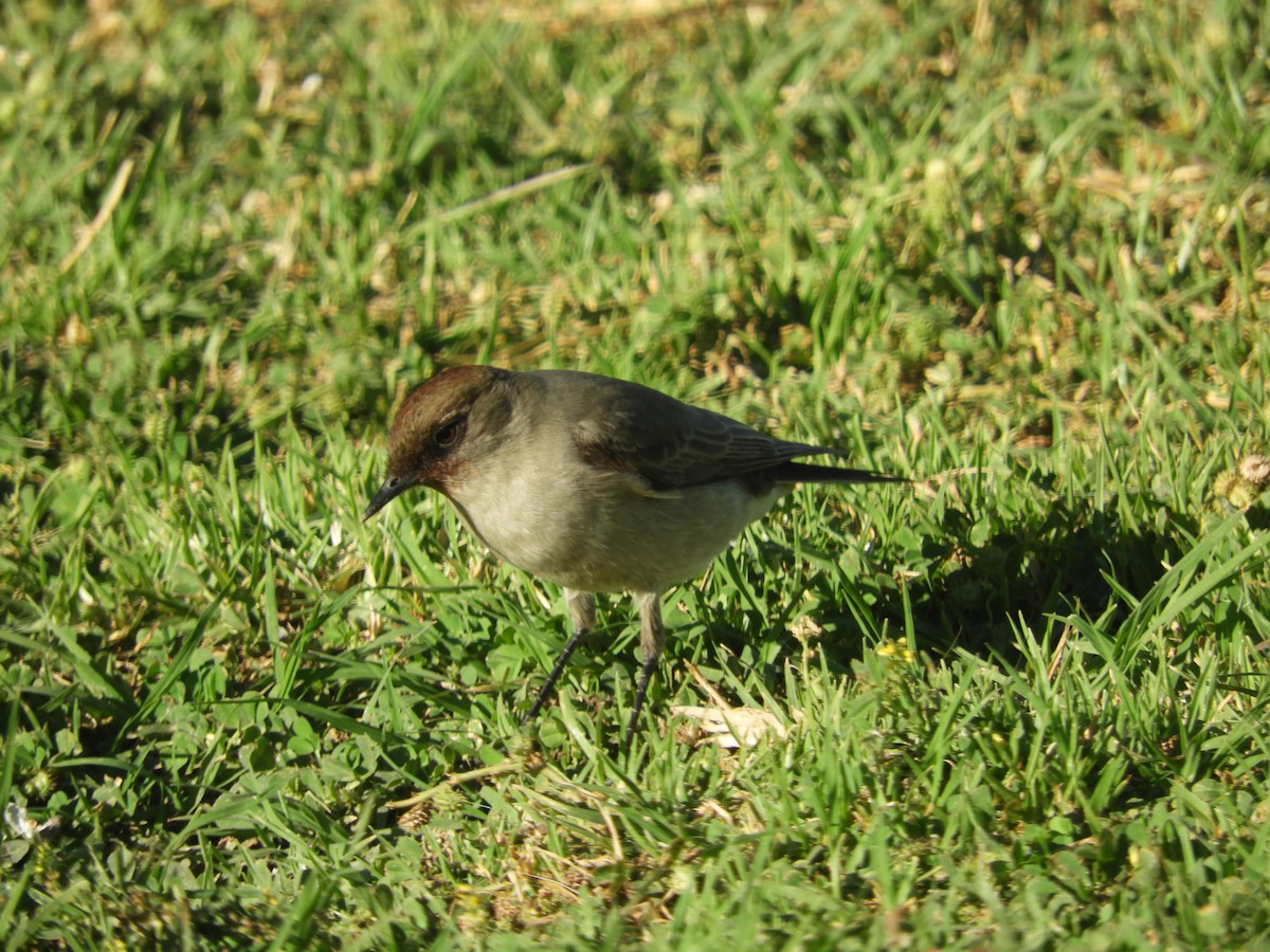 Dormilona Carinegra - ML642726931