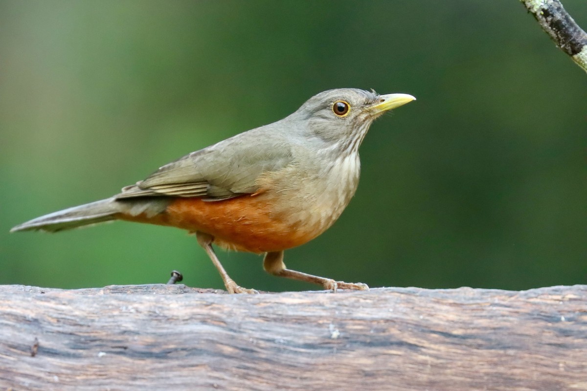 Rufous-bellied Thrush - ML642726934