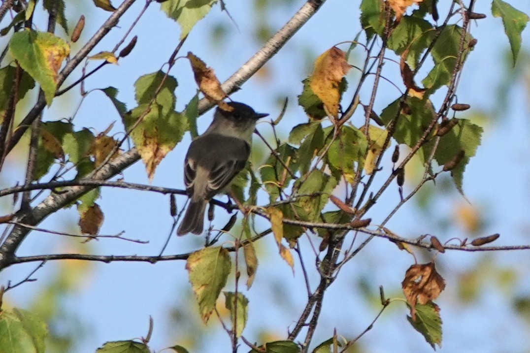 Eastern Phoebe - ML642726936