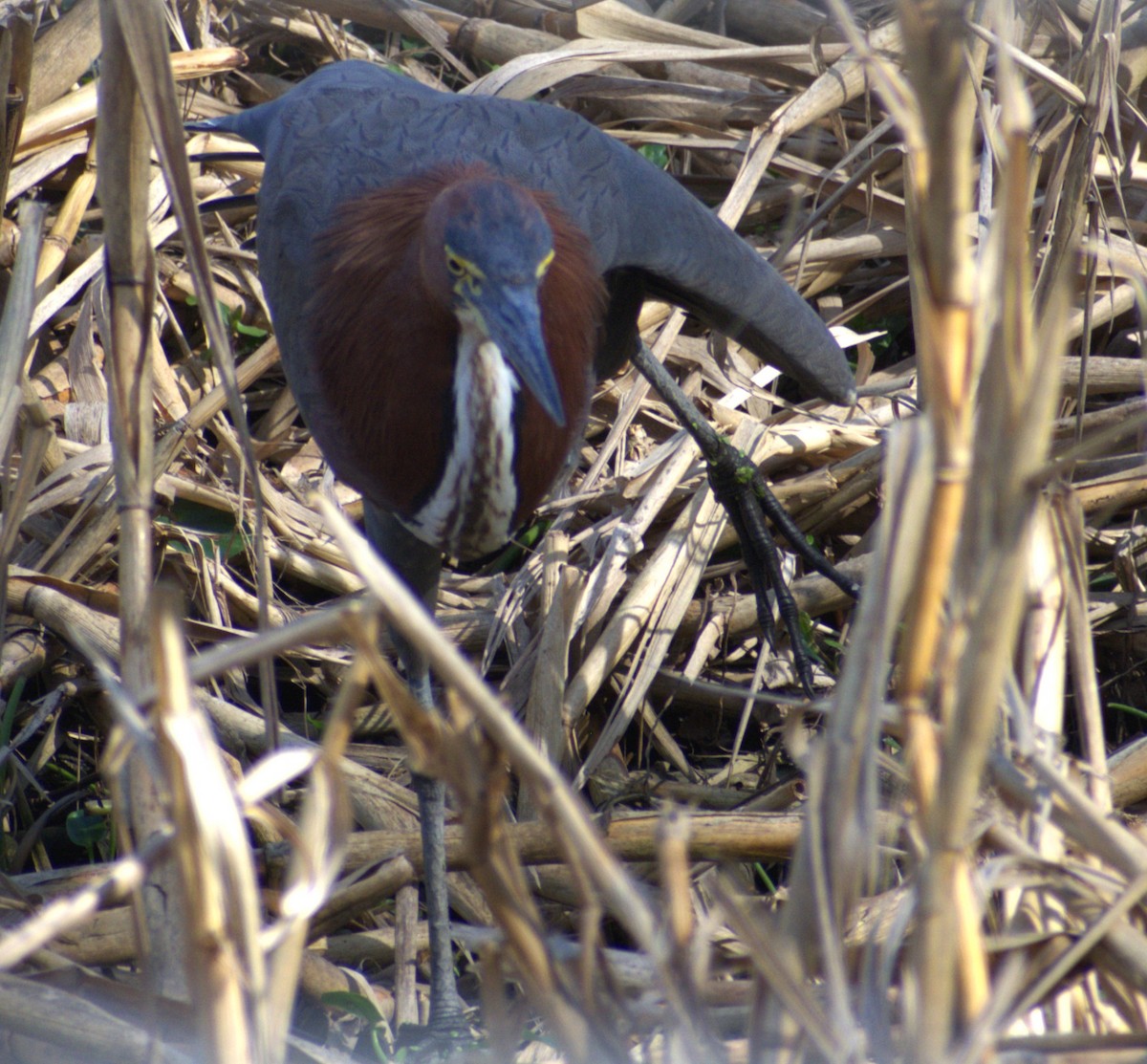 Rufescent Tiger-Heron - ML642726943