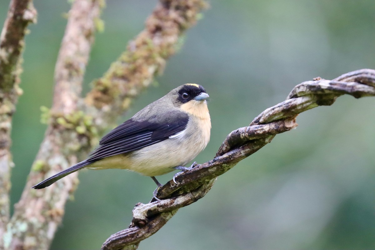 Black-goggled Tanager - ML642726944