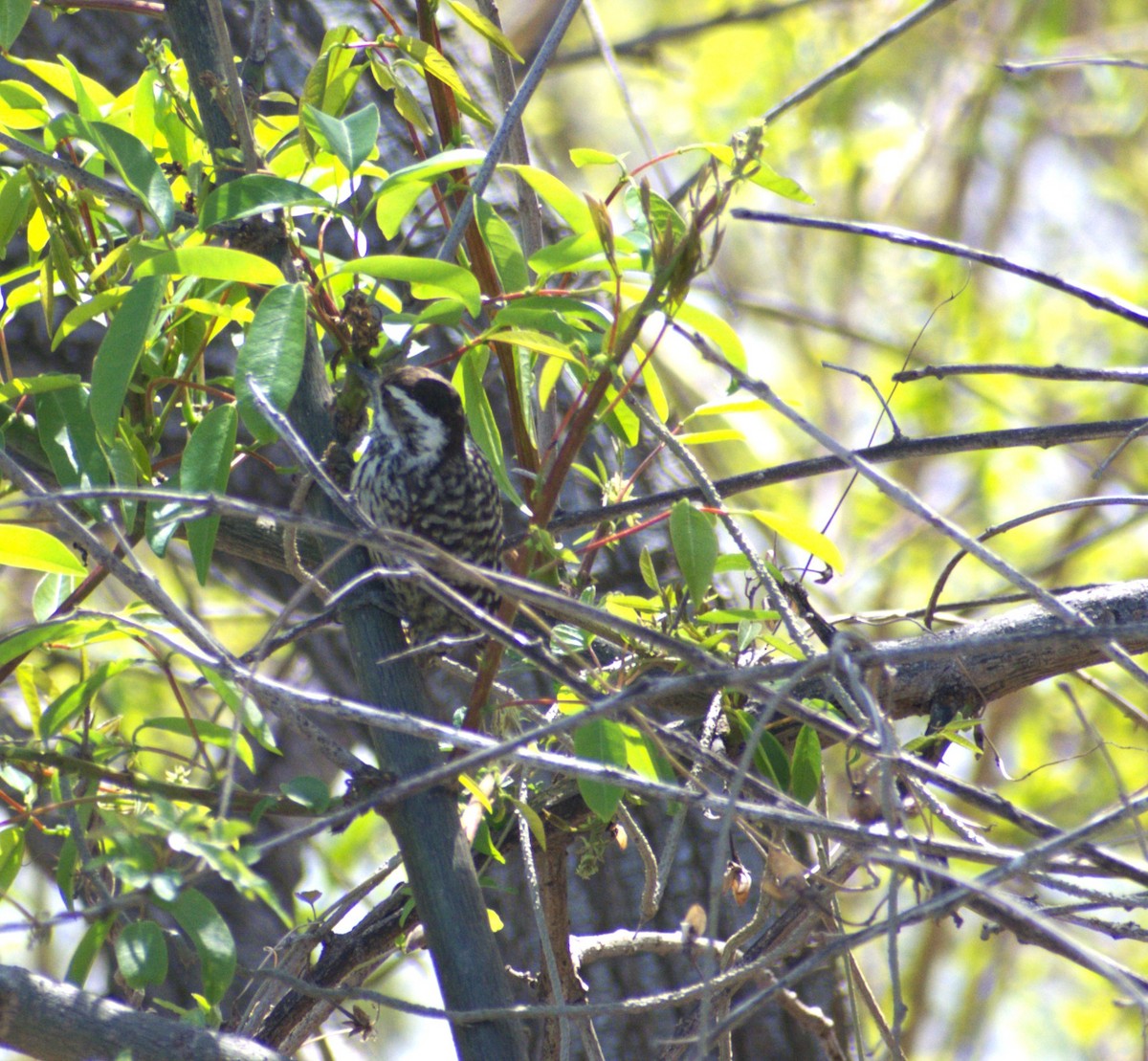Checkered Woodpecker - ML642726952