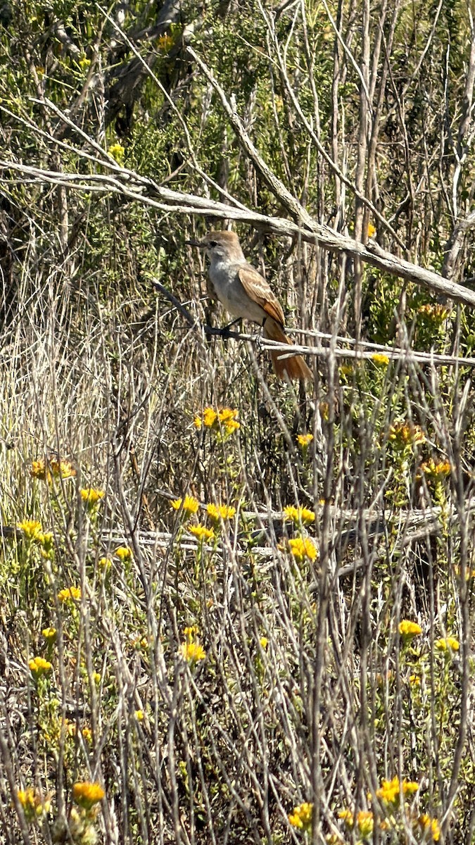 Ash-throated Flycatcher - ML642726961