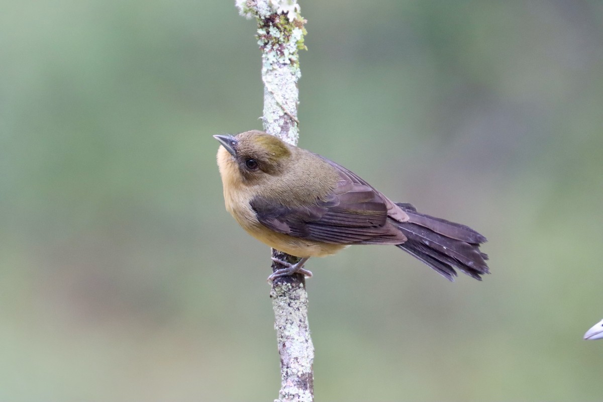 Black-goggled Tanager - ML642726973