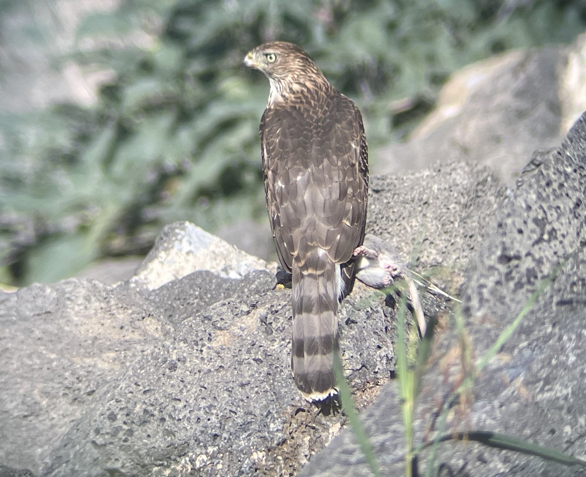Cooper's Hawk - ML642726981