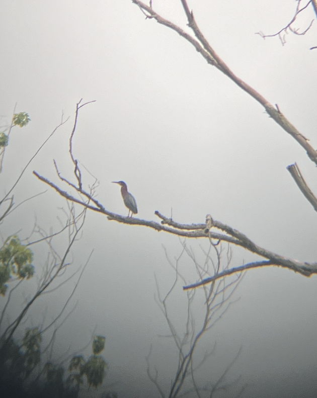 Green Heron - ML642726982